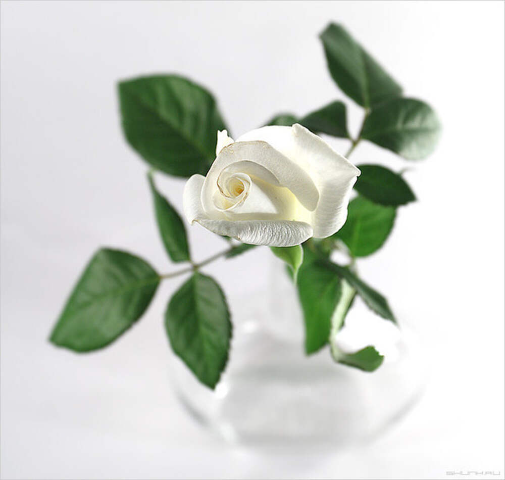 Спасибо белые розы