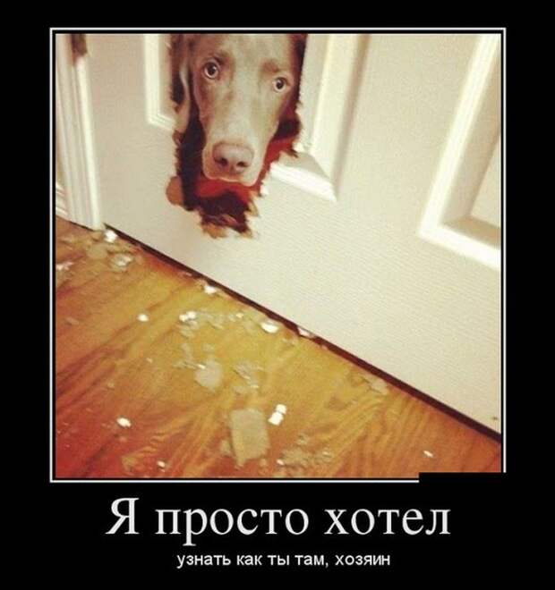 Пятничная подборка демотиваторов демотиватор, юмор