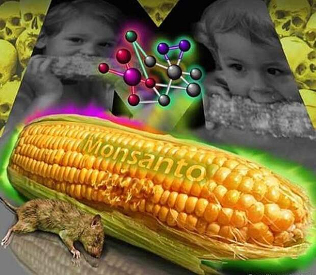 Полезно знать. ГМО