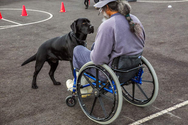 Собаки-помощники для людей с ограниченными возможностями животные, помощники, собаки