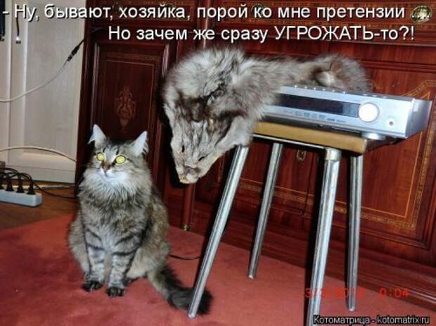 Ходячие котоматрицы. Няшные котейки Ходячие котоматрицы. Няшные котейки