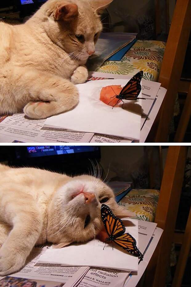 Реакция кота на бабочку.