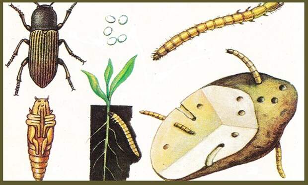 За весь цикл развития больше всего щелкун вредит огороду в качестве червяка-проволочника