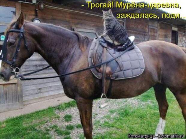 Котоматрицы (картинки с надписями)
