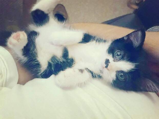 http://goodnewsanimal.ru/_nw/70/s43850945.jpg