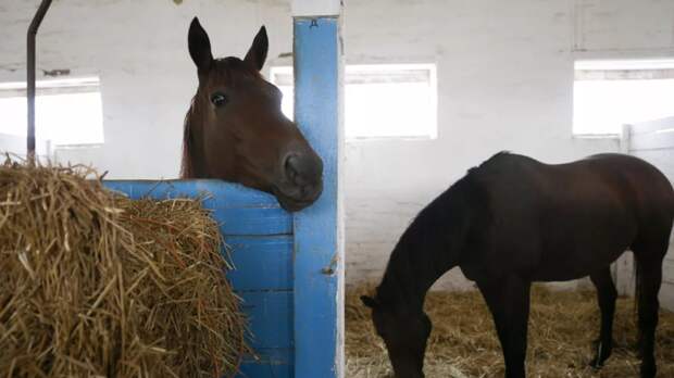 Волонтёр: ещё восемь лошадей могут вскоре умереть на конезаводе на Ставрополье