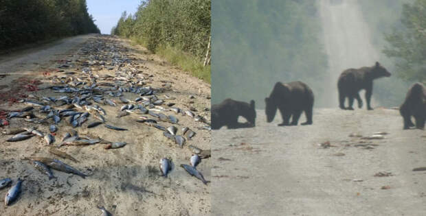 Счастье привалило: медведи сожрали тонну рыбы, выпавшую из перевернувшегося КамАЗа в мире, везение, животные, медведи, рыба, удача