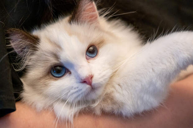 Mirror: супруги в США купили подержанный диван и нашли внутри кота