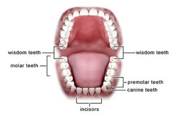 Зубы мудрости Они появляются у каждого человека в возрасте от 17 до 25 лет. По мнению исследователей, зубы мудрости помогали нашим травоядным предкам измельчать растительные ткани. Но сегодня наши черепа стали меньше, а вот количество зубов не сократилось.