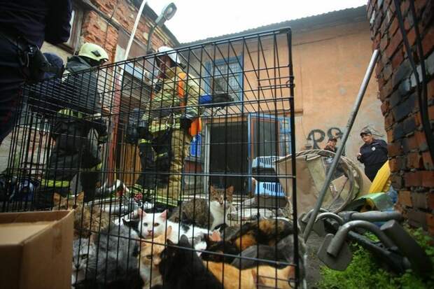 Питерские пожарные спасли 300 кошек и семь собак из горящего приюта животные, кошки, пожар, пожарные, собаки, спасение, фото