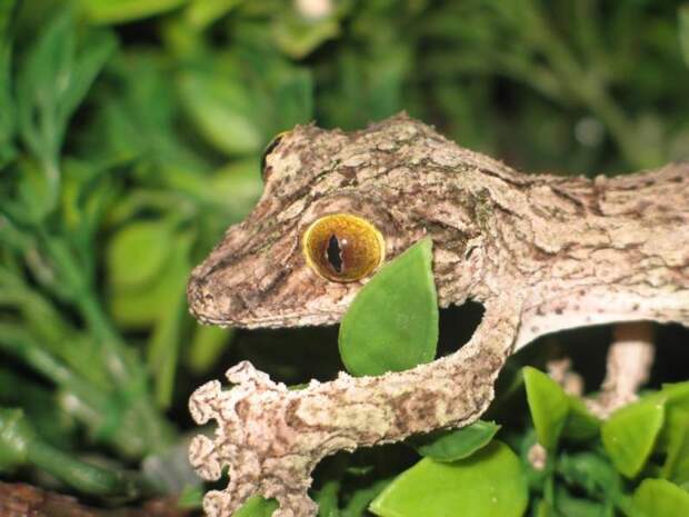 Листохвостый геккон: ареал обитания, размножение, особенности вида и описание с фото