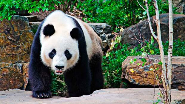 Как выглядит панда