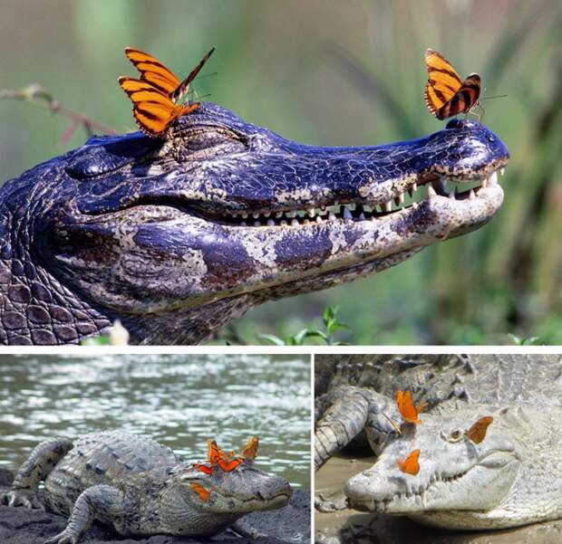 крокодил и бабочка