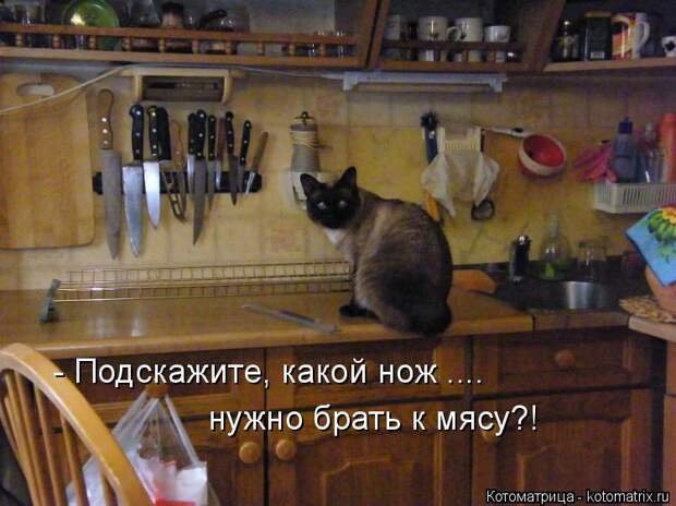 Котоматрица: - Подскажите, какой нож .... нужно брать к мясу?!