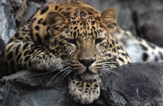 Дальневосточный леопард - самая редкая кошка на планете: на …