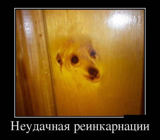 Подборка пятничных демотиваторов демотиваторы, юмор