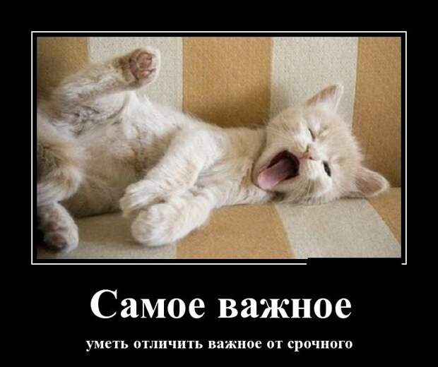 Демотиваторы про животных демотиваторы, животные, прикол, юмор
