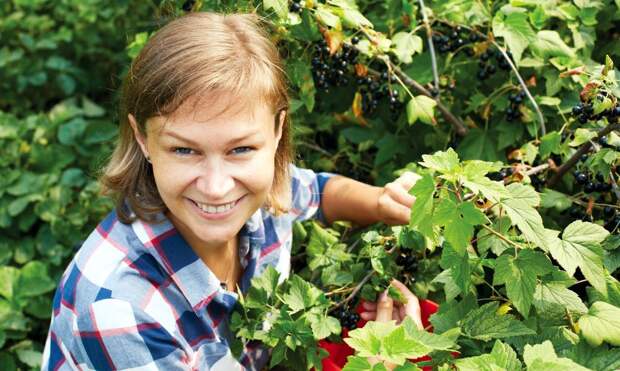 Как правильно обрабатывать смородину, чтобы защитить от вредителей и собрать богатый урожай