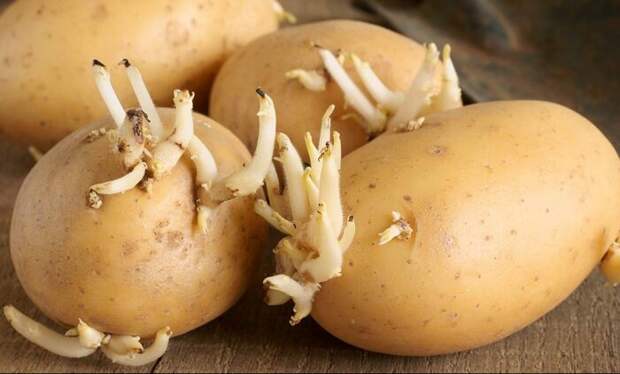 Какая польза от ростков проросшего картофеля, которые хозяйки предпочитают выбрасывать