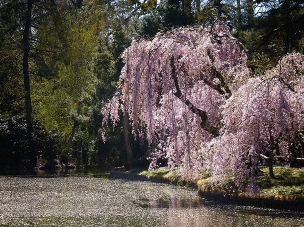 9. Бруклинский ботанический сад, США весна, красота, планета, природа