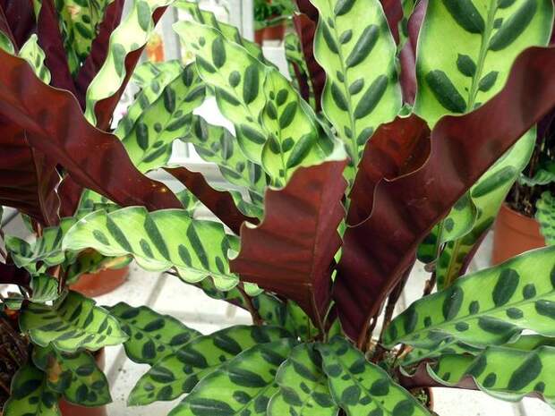 CALATHEA INSIGNIS