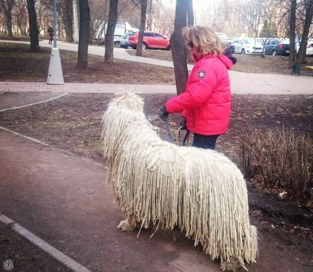 Повседневность в курьёзах 13