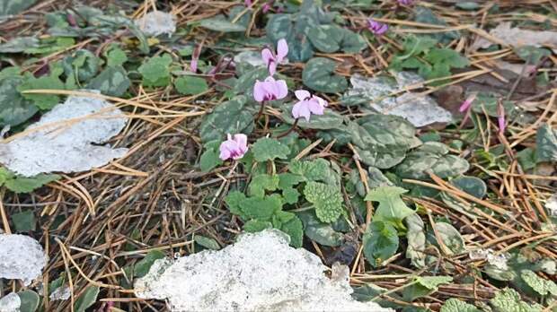 На Кубани начинается погодная чехарда: сегодня - теплынь, к выходным победит мороз