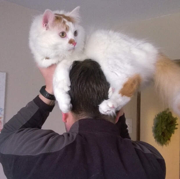 кошка вместо шапки 