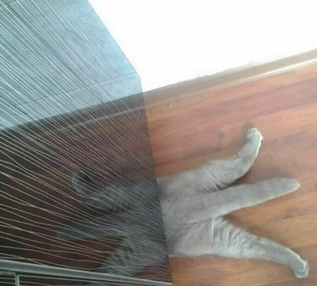 Ж Ж