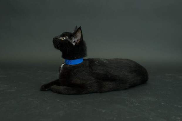 Черные коты, умирающие из-за человеческих предрассудков предрассудки, черные коты