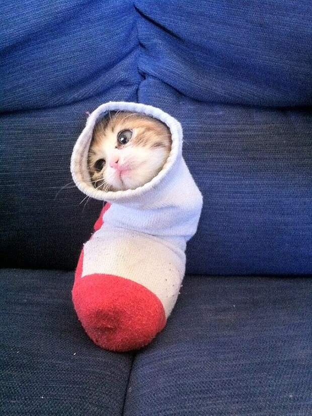 Кошачья шаурма кот, шаурма, юмор