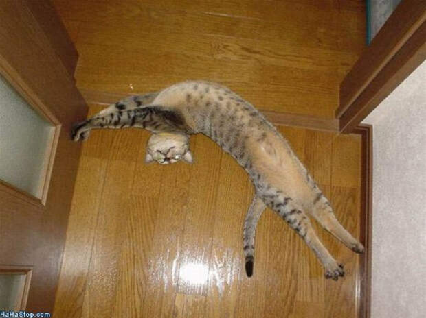 кошачье проявление любви (12)