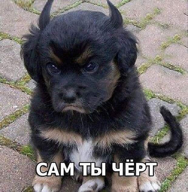 Пост юмора без политики прикол, юмор