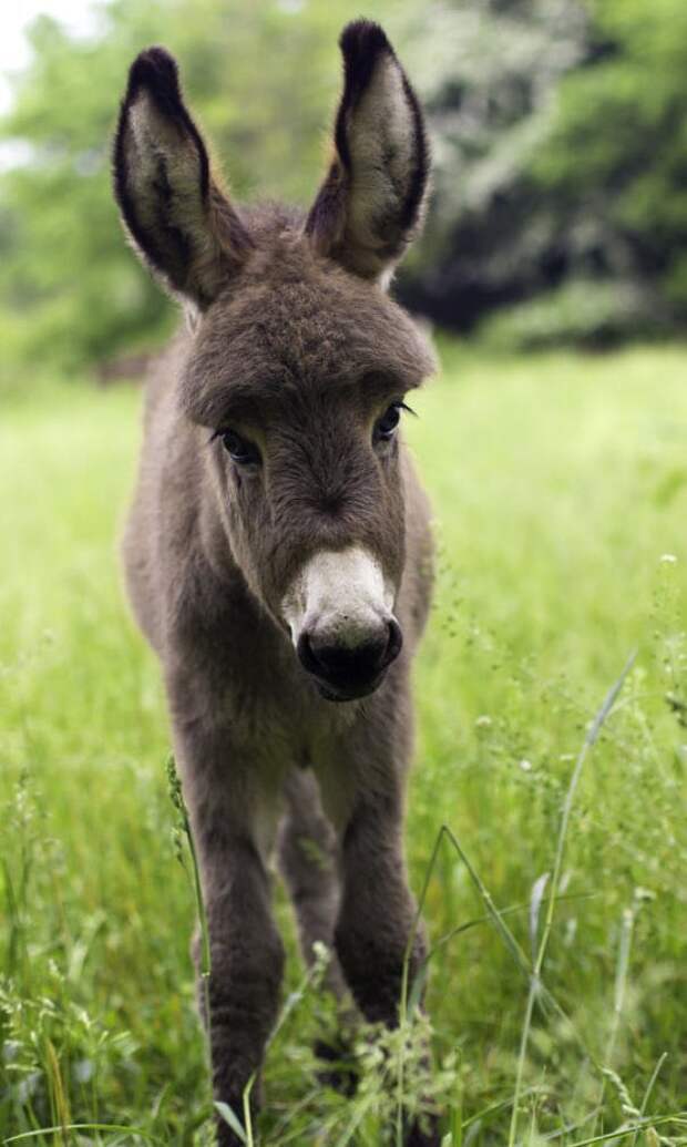 25 очаровательных маленьких осликов, которые сделают ваш день Ослики, детеныши, животные, мило, мимиметр, ослик, природа, фото