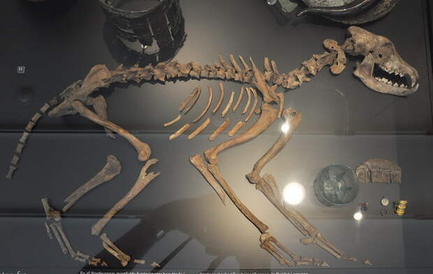 Собачий скелет из погребения Химлингойе-1972-1. Исторический музей, Копенгаген - Северные варвары среди римлян | Warspot.ru