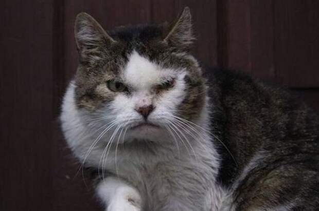 23 снимка, которые доказывают, что крутости котов нет предела животные, кот