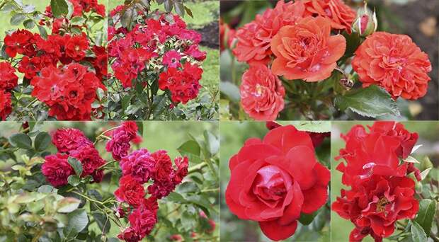 розы красные