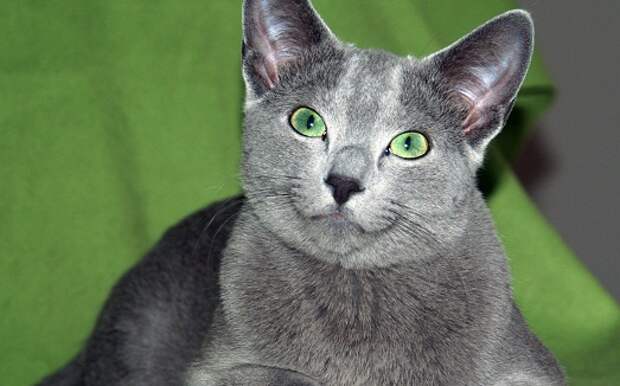 Русская голубая кошка