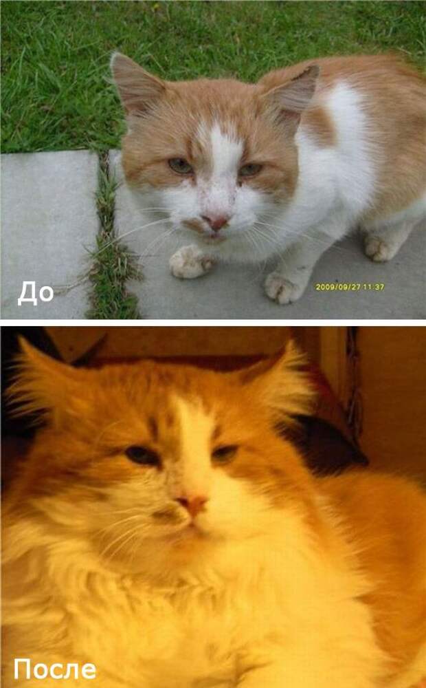 Бездомные кошки в добрых руках
