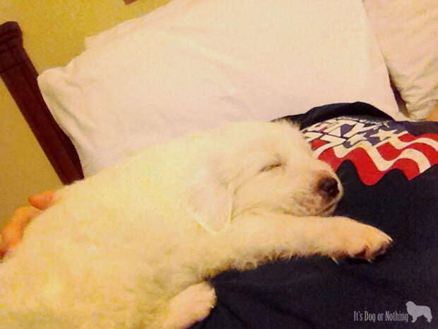 Great Pyrenees Puppy