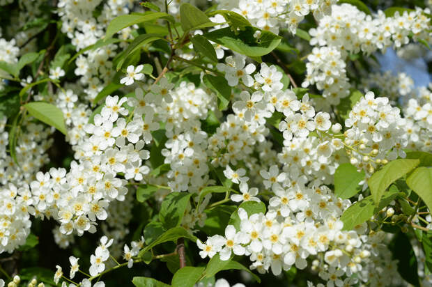 Цветущая черёмуха. (free photos)