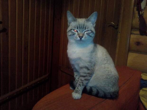 34.  животные, коты