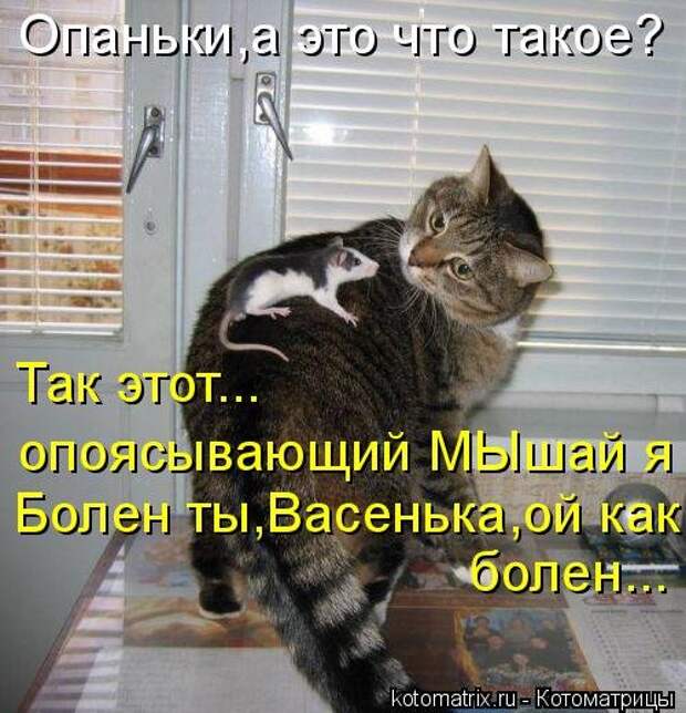 Новая котоматрица (28 фото)