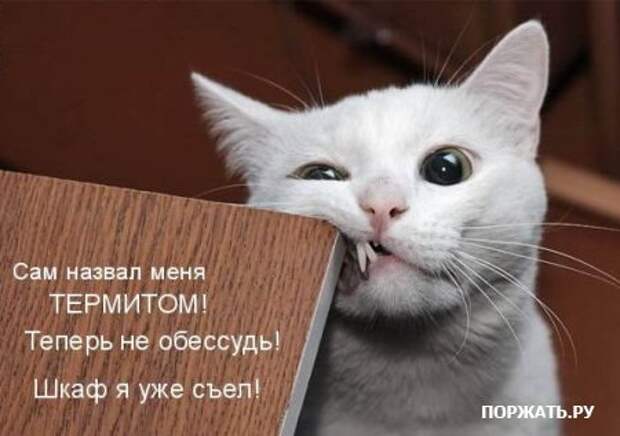 Ржачные картинки животных, смешные надписи.