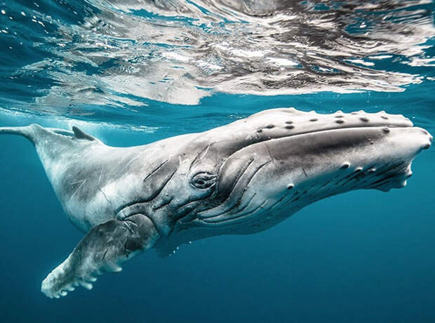 Лучшие фотографии сентября 2015 от National Geographic