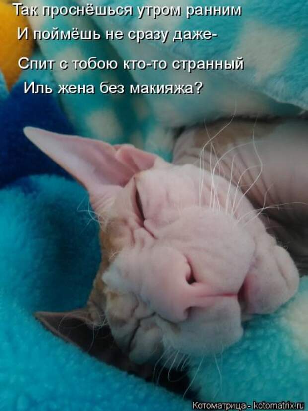 Новая котоматрица (32 фото)