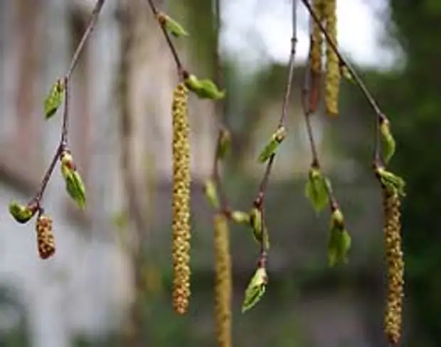Мне берёзка дарила серёжки. Песня подари березка мне свои сережки. Мне березка дарила сережки. Песня подари березка мне свои сережки. Девушка на ветке.