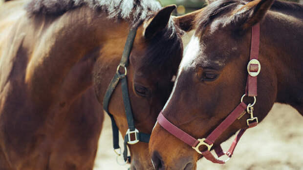 10 удивительных фактов о лошадях