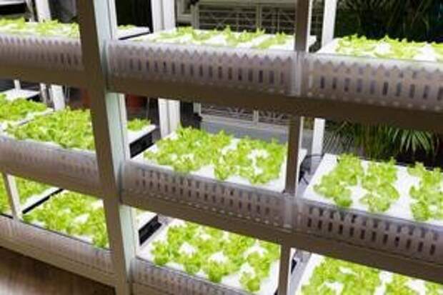 Shelves of indoor hydroponic lettuce.