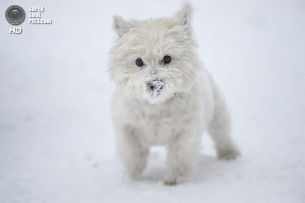 Снег — собачье счастье. (Krzysiek Rabiej)